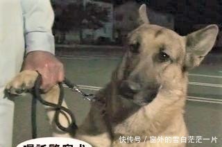 警犬破案有功受表彰 上台领奖时全程拉着主人手艾玛 好紧张啊 快资讯 警犬破案有功受表彰 上台领奖时全程拉着主人手艾玛 好紧张啊 快资讯