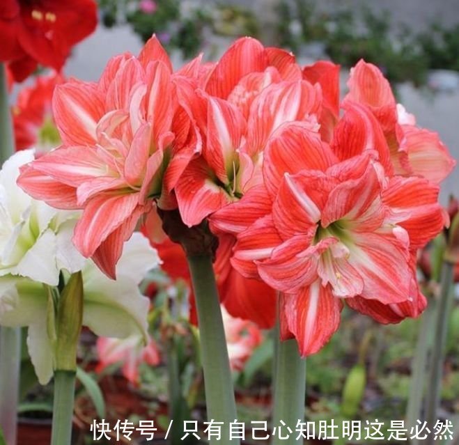 4种花堪称“开花机器”,365天都在开花,一盆千百朵,枝头花苞满