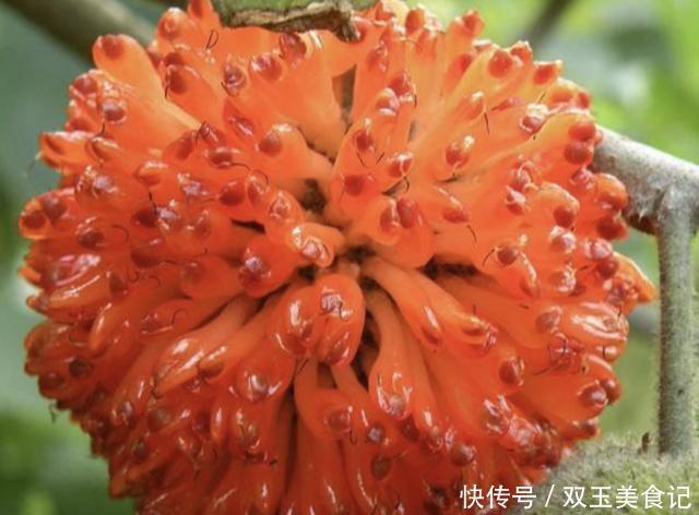 家乡若是有1种“构树”，见到请爱惜，它的果子值钱，不多见