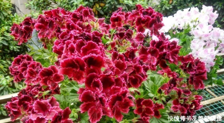 天竺葵冬季不开花做好3个“小动作”,不断冒花苞,开成大花球