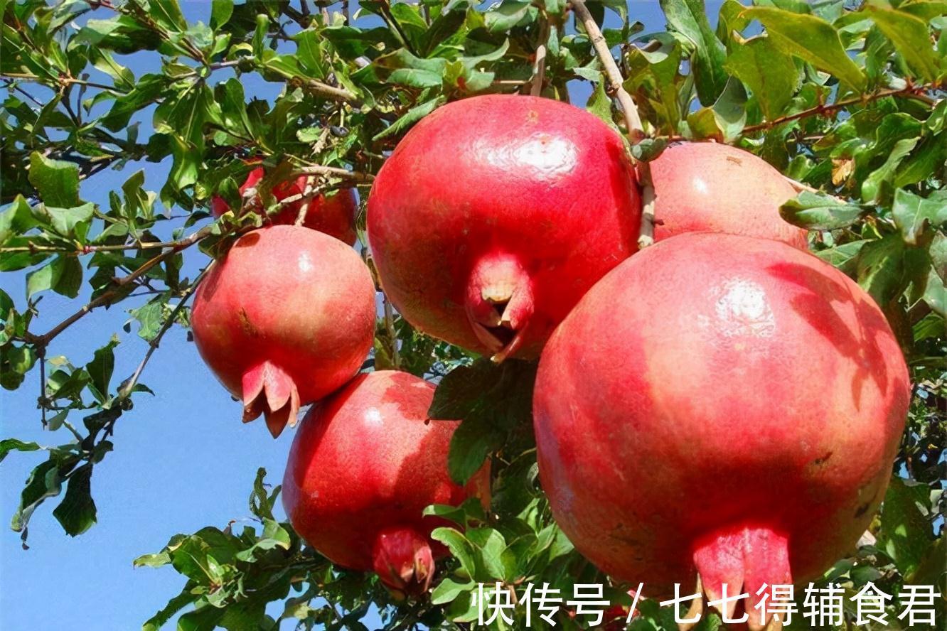 营养物质|冬季养生,推荐常吃三种食物,清热排毒,润肠通便,调理气血