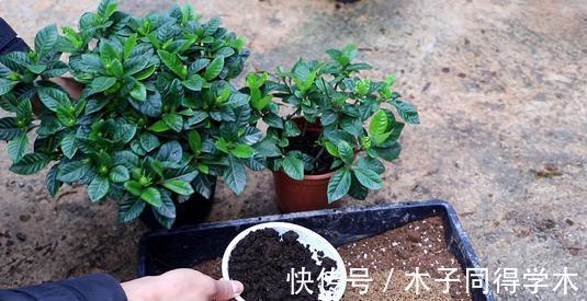 养花|新手养花“黑名单”,买了也养不活,谨慎买这些花