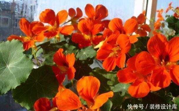 它是冬天里的“主角”,只需一粒种子,几个月就能花开上百朵!