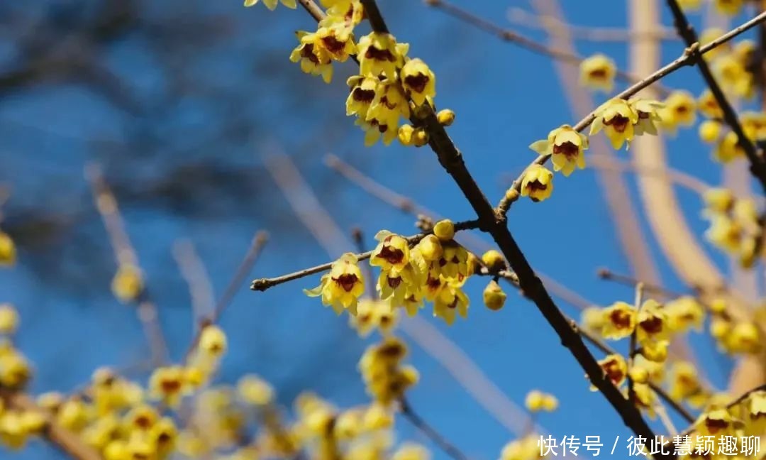 真香预警！腊梅花开，盘点西安赏梅好去处！