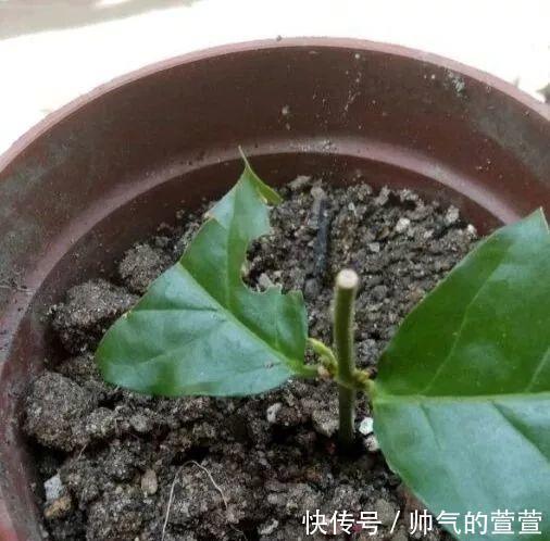 多肉扦插不用土,胶囊板一套,3天就能冒白根!