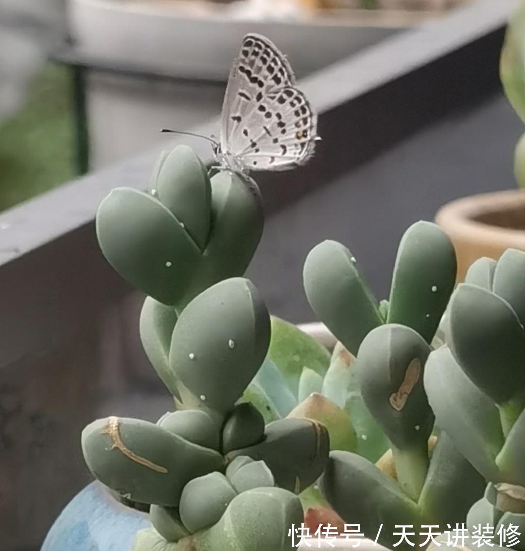 粉蝶|4种花别乱养,天天招虫子,越养越生气
