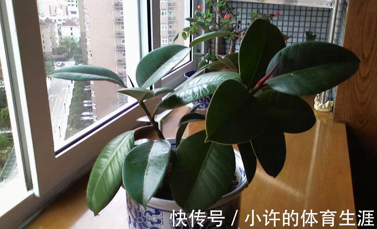 4种懒人专用盆栽，爱咋养就咋养，省时省心，就是死不了