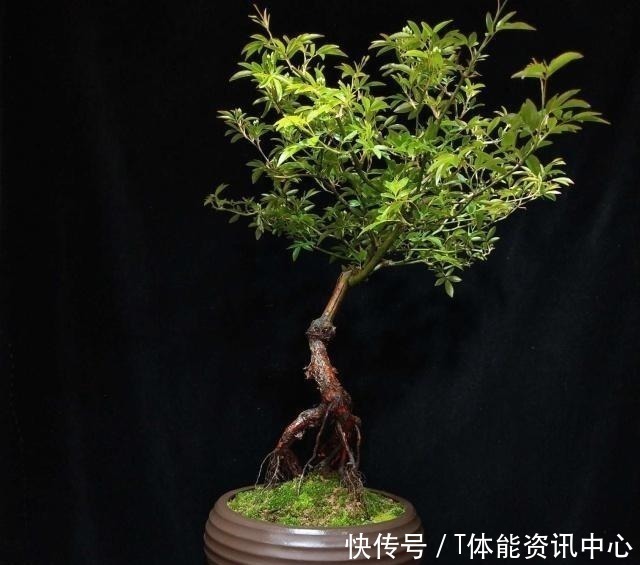 枝干|日本盆景源自中国,其盆景艺术发展迅猛,将盆景艺术推向全世界!