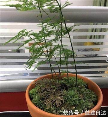 黄叶|家里的文竹稀稀拉拉,真难看,用了这1东西,发疯的长,不黄叶