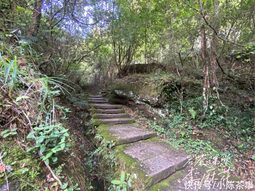 岩茶毛茶|岩茶毛茶，能喝出香清甘活吗？茶掌柜直言不讳：纯粹作秀而已