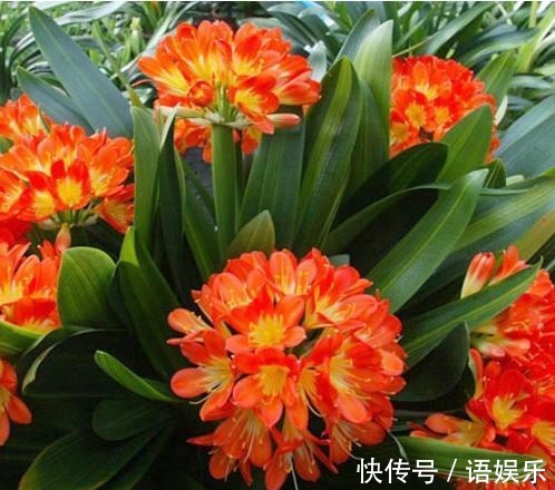 君子兰|往花盆里放点它,君子兰、虎皮兰就会疯长,叶茂花艳爆满整个花盆