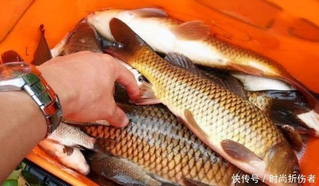 鲤鱼|不是跟你吹,大鲤鱼一见这饵就狂咬,莫忽视,十有八九你不知