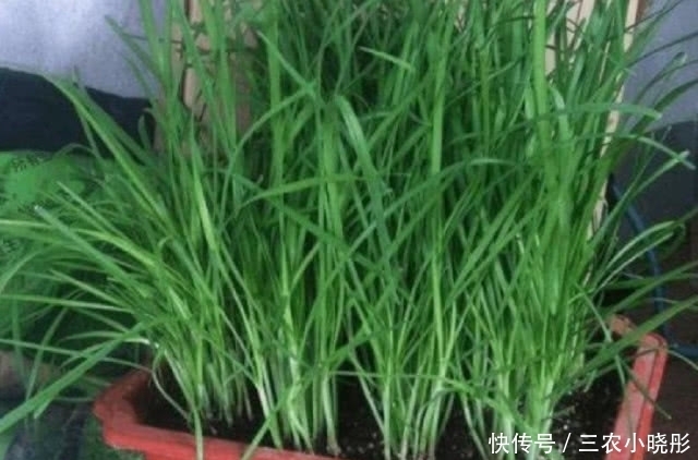 韭菜|农村此种不起眼的野草,以前农民常常当成韭菜,现在是珍贵草药