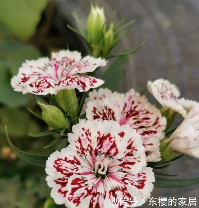 石竹|越晒越旺的三种花，阳台上养一盆，一整个夏天开花很热闹