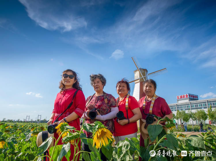 济南网红向日葵花海波澜壮阔如同画卷，如此美景别错过！|情报站| 向日葵