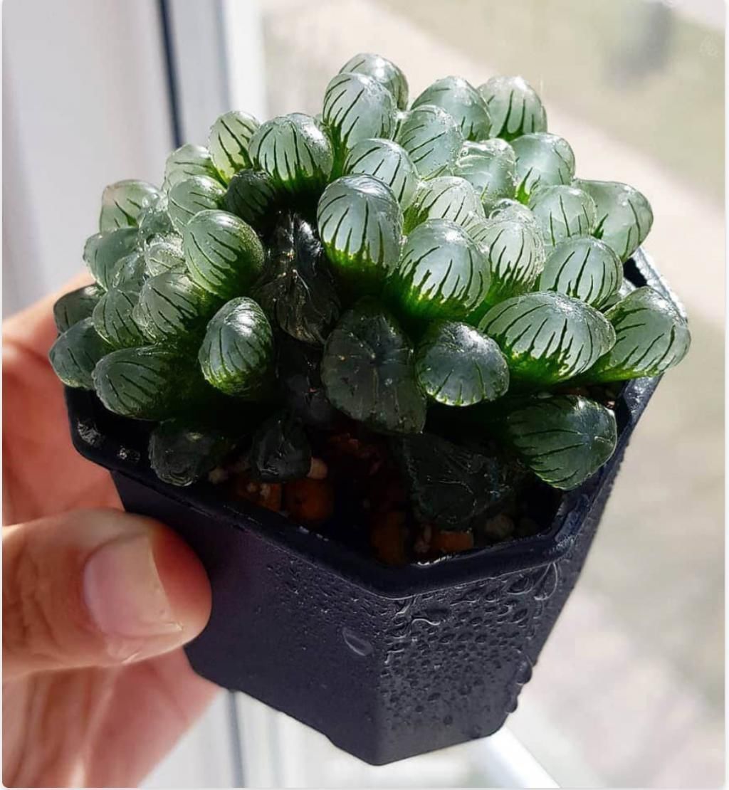 美丽的多肉植物美丽多彩的就像是来自另一个星球的产物