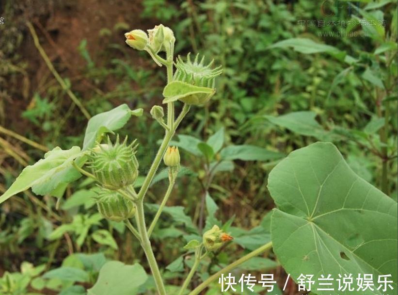 农村|农村田间常见的“害草”,满地都是无人要,现如今卖到24块一斤