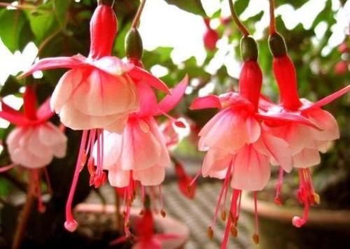 最适合新手养的4种花,沾土就能活,开花不断,美爆阳台!