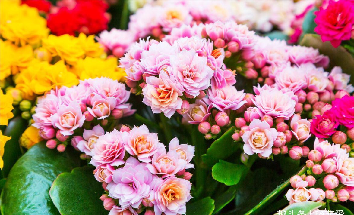 养不活花的人,建议养这“5种花”,好养好看又实用