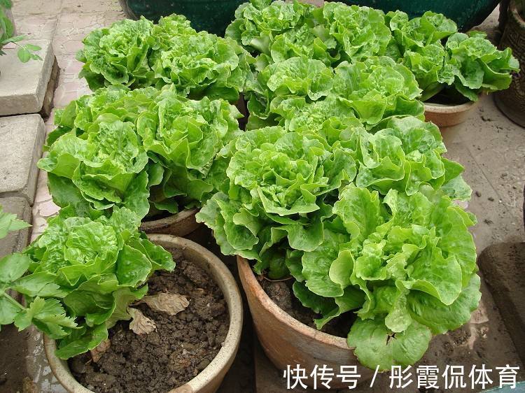 5种“蔬菜”不怕冷,阳台种一盆,0度冻不死,吃一茬冒一茬
