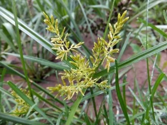 止痛|别当杂草除掉了！如今是珍贵野生草药，对女性用处极大！