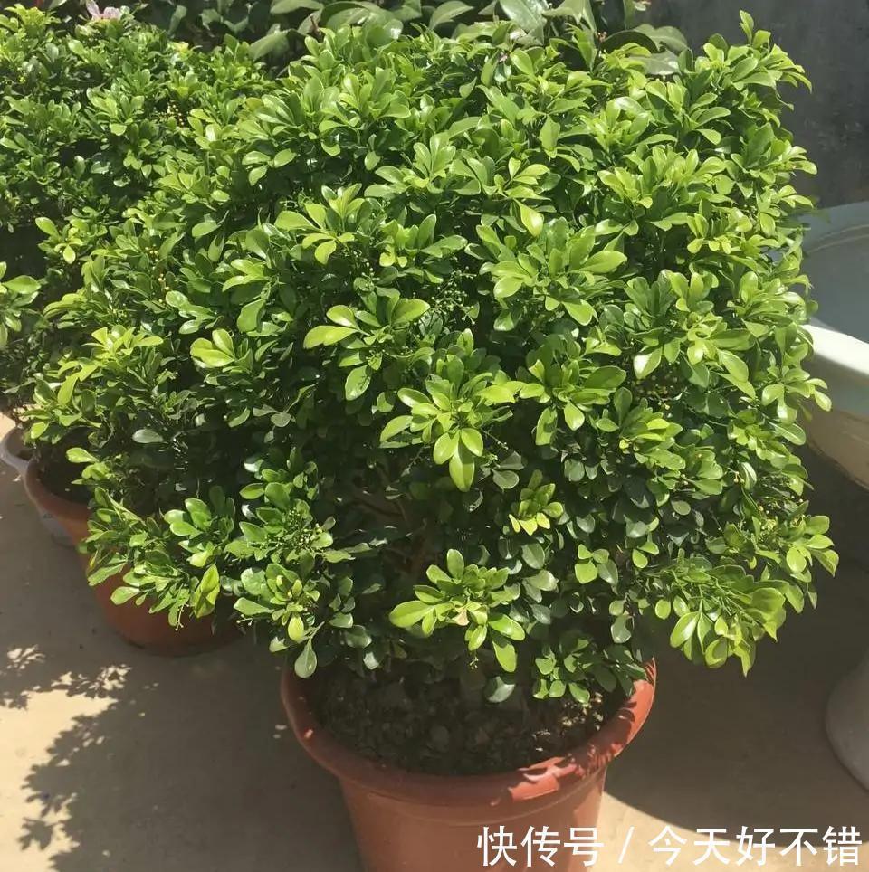 米兰花喜欢受虐,越晒越香,养护简单不费心,度夏很容易