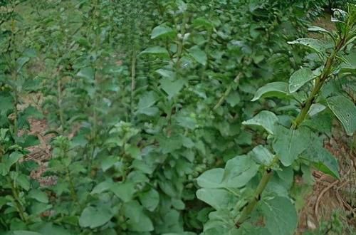 十个人九个腰疼,用此叶煮水喝,腰不疼,腿不酸,一口气上五楼