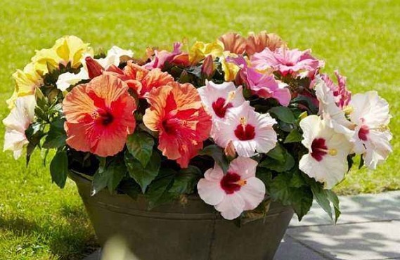 阳台养款“爆盆机器”,浇水就疯长,不占地方有香味,值得拥有