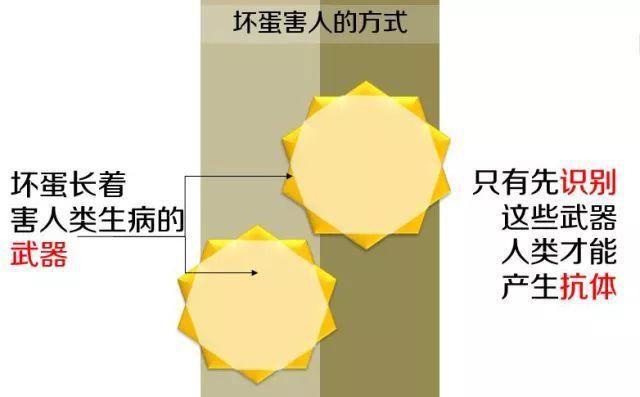 疫苗同时接种|关于打疫苗的时间，怎么打？同时打？分开打？推迟打？