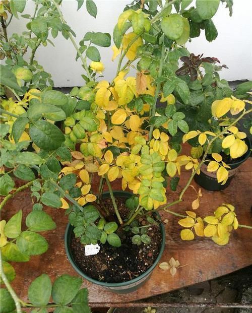 养花|养花一定要戒掉的坏习惯,不然家里全是空花盆,啥花也养不好