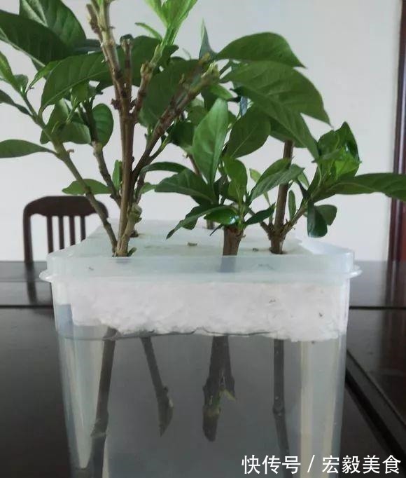 天竺葵|3种懒人扦插法,插啥都活,大白根蹭蹭冒!