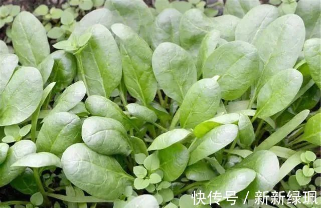 肝脏|肝，是“哑巴”，少吃三白，多食四绿，肝脏可能逐渐变好