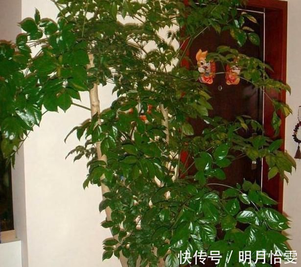 这3种“聚福树”,树干“粗壮”、枝叶旺盛,客厅“适合”养1盆
