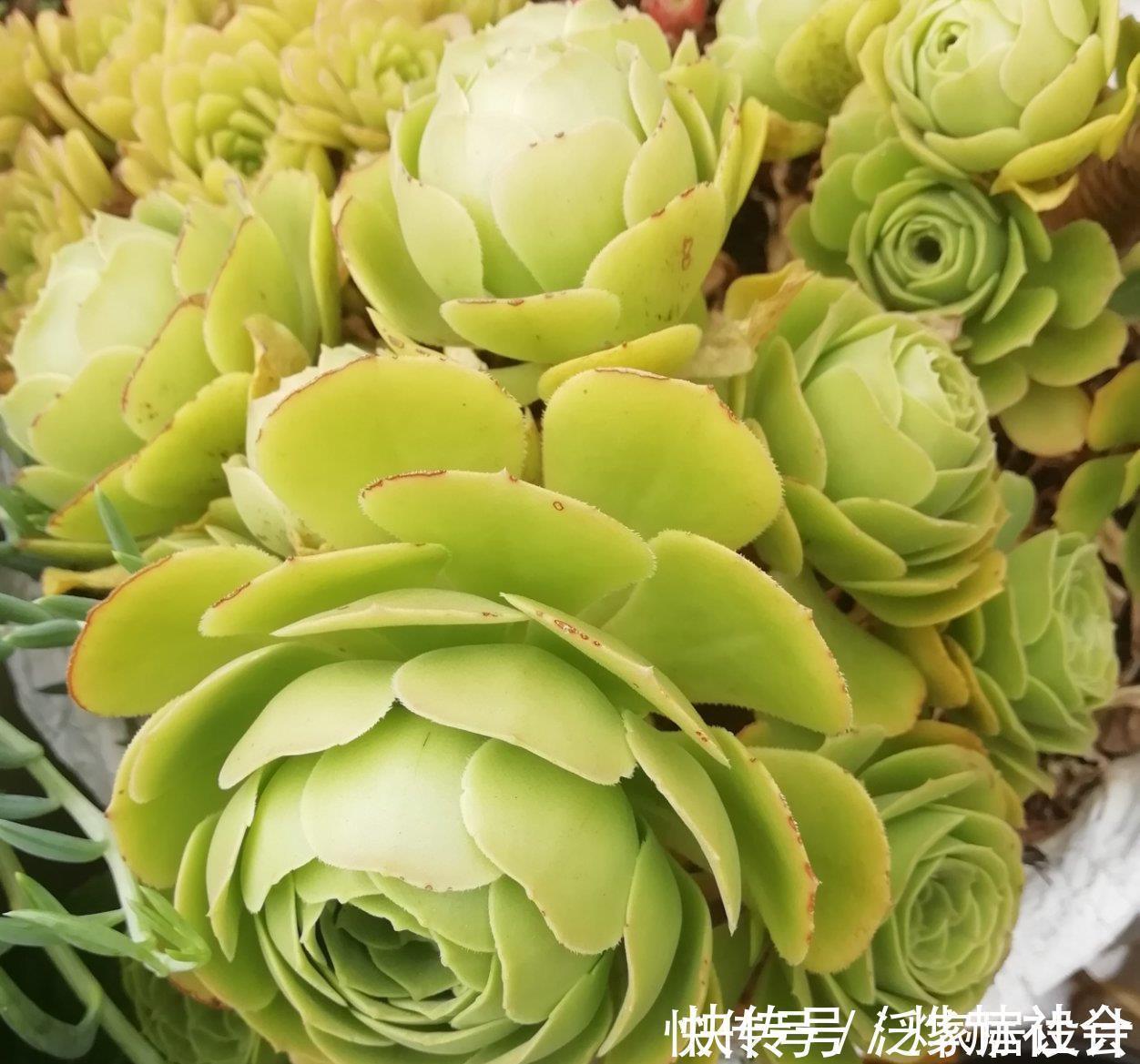 水雾|夏天温度高,不要给这“三多肉”喷水,否则易黑腐,直接化成水