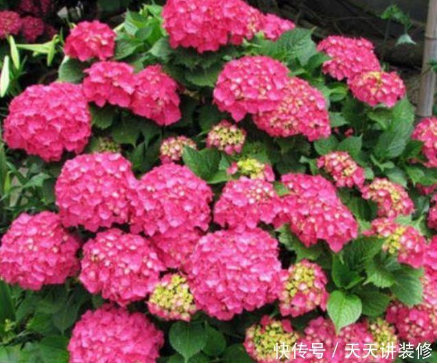 家里养上4种花，比牡丹还美，花香优雅，迷倒人！