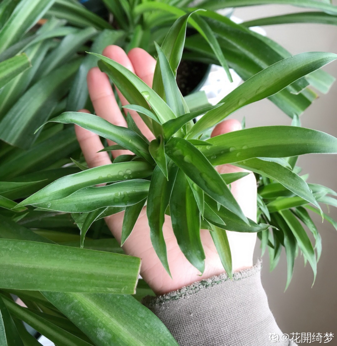 折腾不死的25种花,咋养都爆盆,家里必须养!