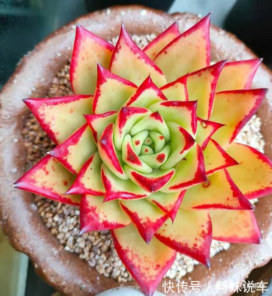 总算知道多肉艳丽的秘密了，原来都是这么控养出来，越控越艳丽