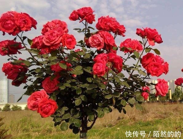 同样是“月季”,为啥他家的月季花美得格外“高级”原因在这里!