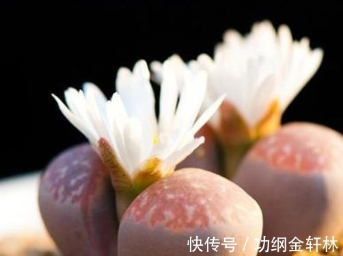 世界上最有趣的植物排名，面包树营养丰富，生石花圆润好看