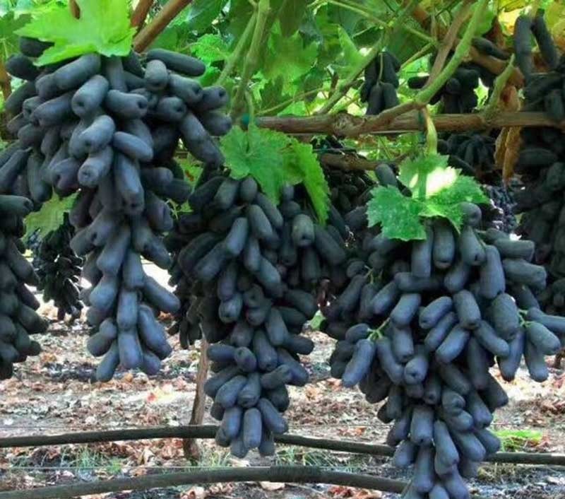 建议家有小院定要种上几样盆栽，沾土就能活，驱蚊又好看