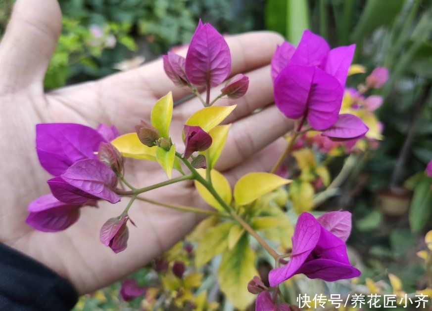 给花施肥也不开花？肥料是一个关键，还有两个也要做好，缺一不可