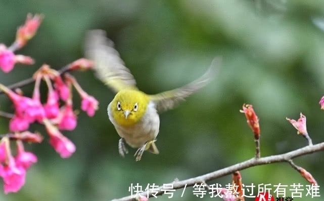 西湖|实拍杭州西湖打鸟族 长枪大炮设备超千万