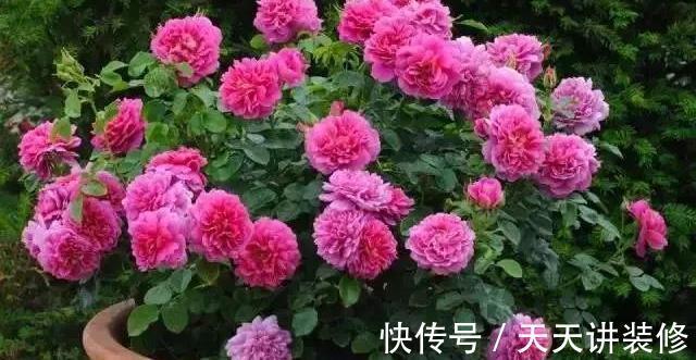 微月|在阳台上打造出一个月季小花园，距离你很近，做好4个方面就行