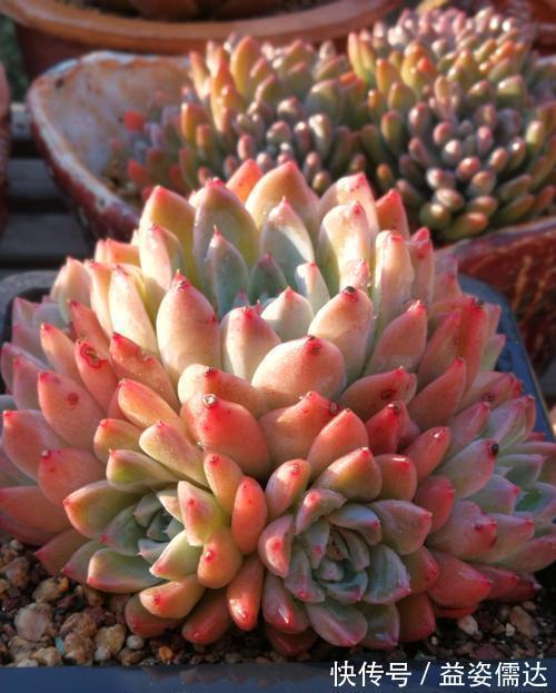 多肉植物|忘了奥普琳娜吧,养一棵阿尔巴佳人,叶片更肥厚,容易出状态