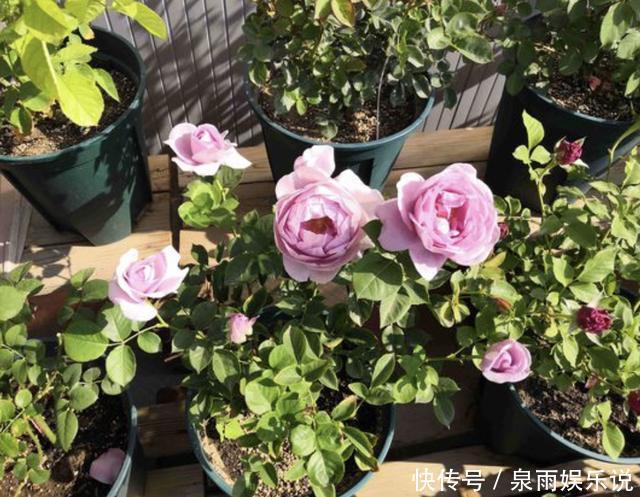 花盆|“1种它”家家都有,月季、茉莉花很喜欢,发酵后埋土里,开花多