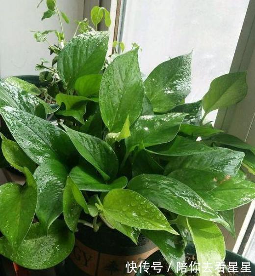 肥料|养花就用它来浇,怎么浇都肥,怎么养都好,植物很容易爆盆