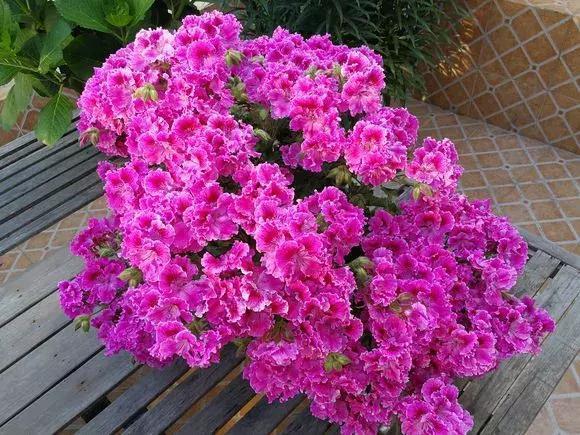 天竺葵度夏|1种花“人人爱”,耐旱好养,新手也能花开成球,一开300天!