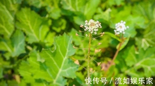 红薯叶|天然的“长寿菜”，补钙强身抗衰老，降脂降压防血栓