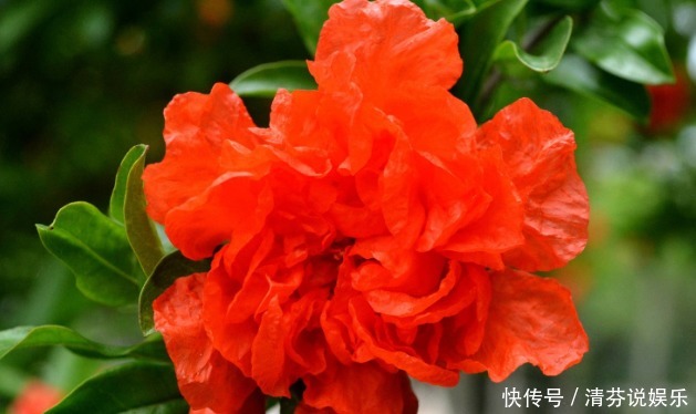 月季|新手养花,就养花开红似火,比月季好养的花卉,开的喜庆!