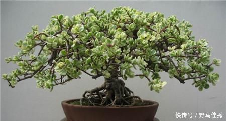 观赏价值|养护金枝玉叶,加点这种“肥水”,很快就枝繁叶茂,观赏价值极高